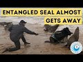 Entangled seal almost gets away