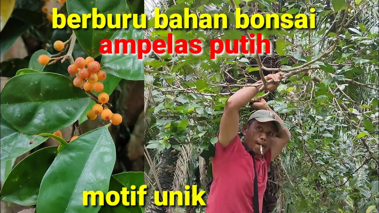 Berburu bahan bonsai ampelas putih di kebun sawit (ficus amplas)