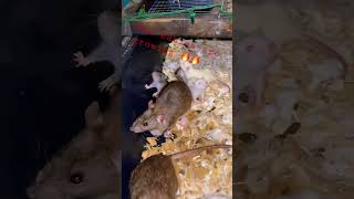 Rats 🐀 grow so fast 🤘🤘🔥🔥 #subscribe #livefeeding #python #breeding #ballpython Wealth