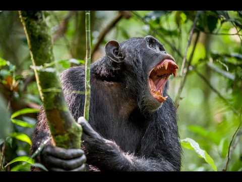 Animals attacking a person. Brutal! Must watch!