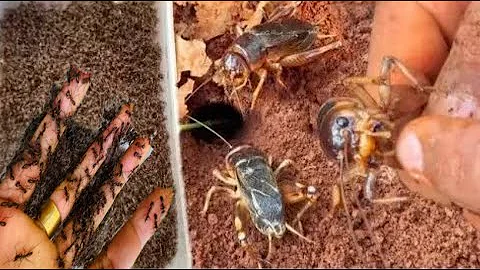 Skills iQ cowboy using fire ants to catch crickets insect in deep hole