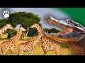 Drles de rencontres dans la savane  girafe  crocodiles   documentaire animalier  amp