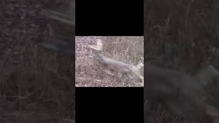 Точная стрела! Идеальная охота на оленя #shorts #shortviral #wildlife #deer #hunting