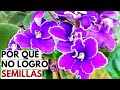 violetas  africanas  por que no logro tener semillas CHUYITO JARDINERO