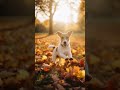 Autumn Comes #autumn #season #rustic #fallingleaves #autumncomes #bereavement #death #beauty #love