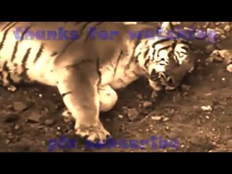 Video 10 trận đại chiến giữa hổ và sư tử - youtube