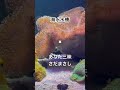 海水水槽の束の間✖ #さだまさし / #あなた三昧 #頑張りすぎないでね #パスビタン #1時の鬼の魔酔い #1992worldcup
