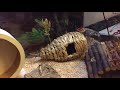 витрина для хомяка в природном стиле / Narural Hamster Cage