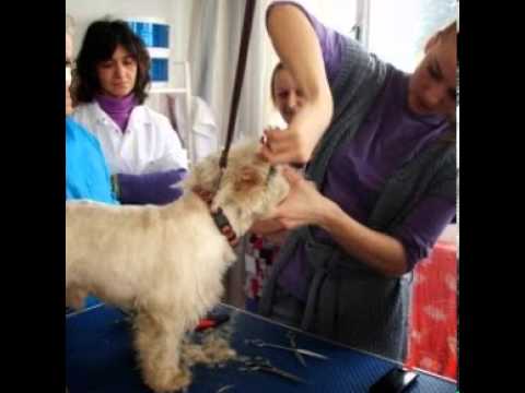 Curs De Cosmetica Canina Drobeta Turnu Severin Youtube