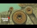Invasive Vampire Fish On Killing Spree In Great Lakes Invasive Vampire Fish On Killing Spree In Great Lakes