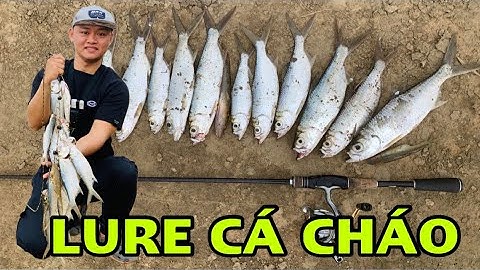 CÂU LURE CÁ CHÁO, BẮT TRỌN ĐÀN CHÁO SAU 3 NGÀY SĂN ĐUỔI. DƯƠNG QUỐC VIỆT