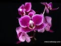 PHALANOPSIS CHIA E YENLIN  -  описание и основы ухода