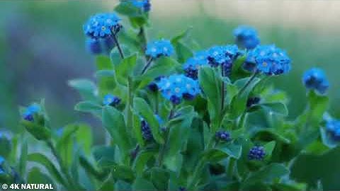 سورة البقرة