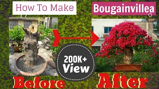 | How to make Big Bougainvillea Bonsai process | বাগানবিলাস বনসাই পদ্ধতি  | Bonsai Artisan | AQIB |