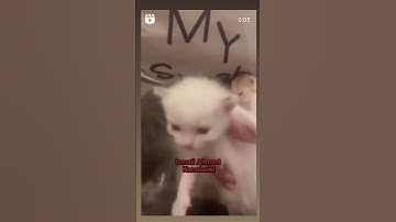 Arabic Cats Names #reels #cats #arabic #based