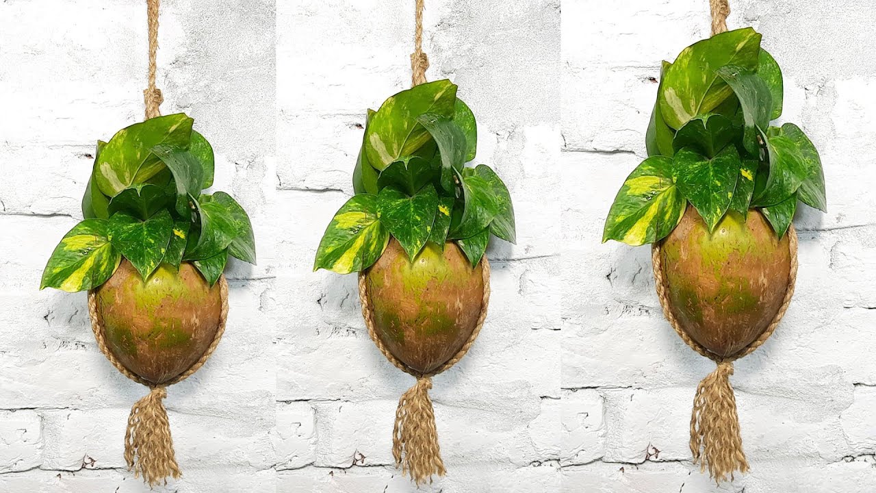 Money plant decoration ideas at home //money plants growing indoor and