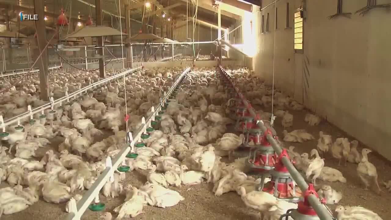 Avian flu detected on Oahu for the first time ever - YouTube
