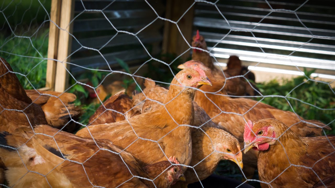 Best CHICKENS to raise for meat YouTube