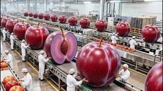 Famous Plum Processing in a Factory | Complete Production Process Net Worth