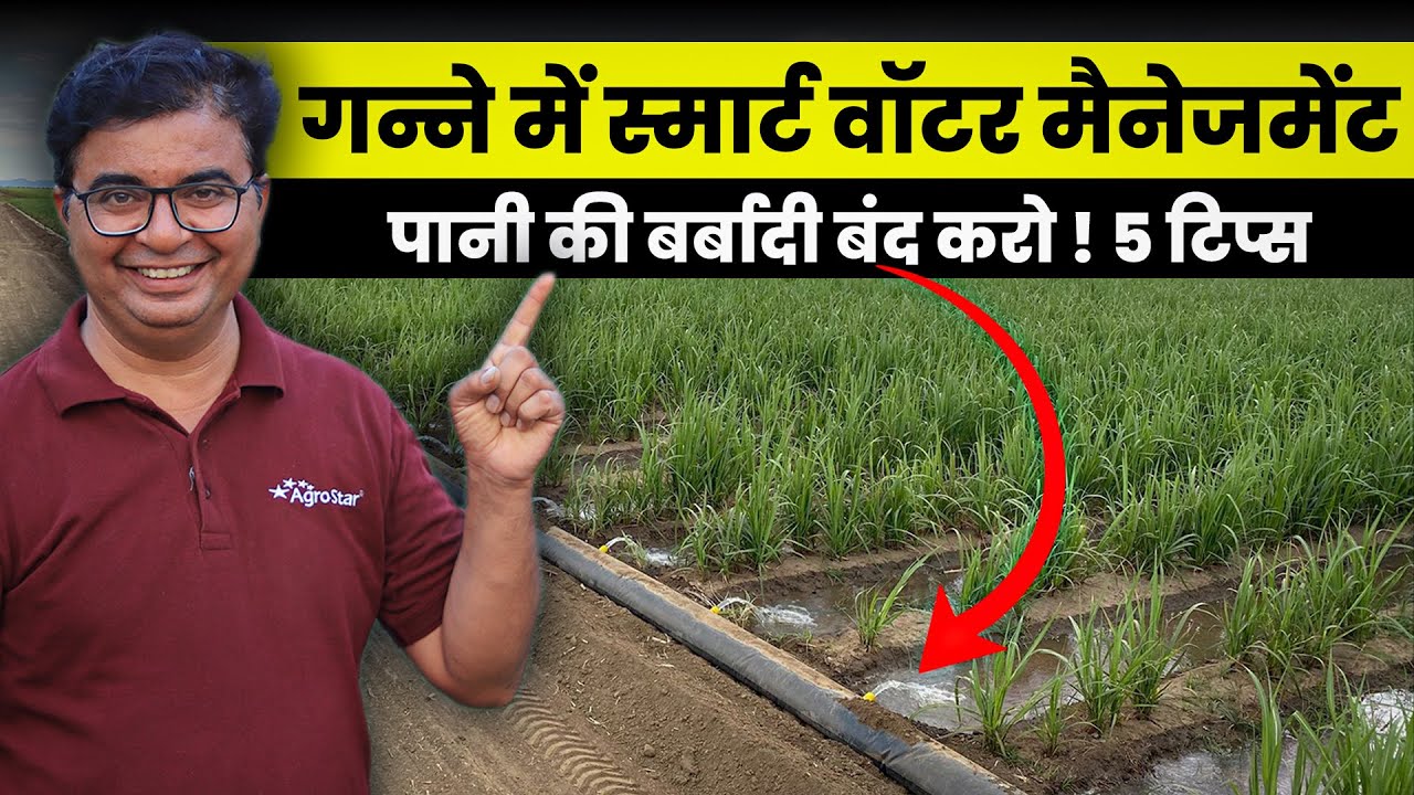 🚜गन्ना खेती में पानी बचाओ, उत्पादन बढ़ाओ! जानिए असरदार तरीके 💡 | sugarcane farming | AgroStar
