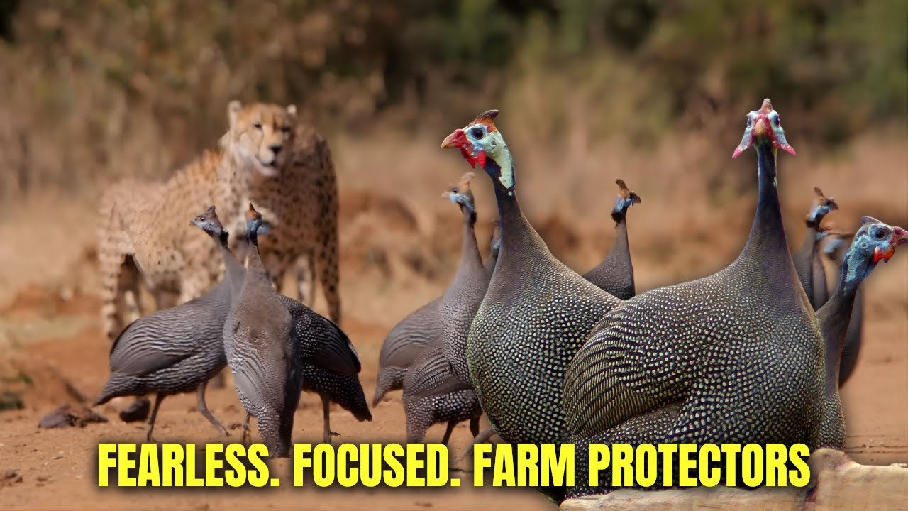 Почему каждая ферма нуждается в цесарках для борьбы с клещами и змеями