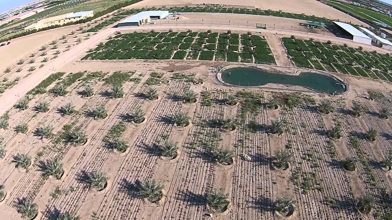 مزرعة عبدالعزيز الكندري - العبدلي