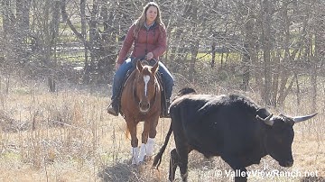 Sassy In The Sand - gathering and working cows! - ValleyViewRanch.net
