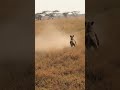 Lion Pride Are Chasing Deers Safari Cam Caught A scene...