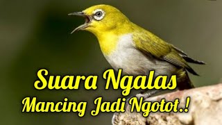 MASTERAN NGLAS PLECI GACOR FULL ISIAN