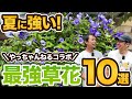 【夏に強い植物10選】ゆるふわ園芸やっちゃんのお庭にお邪魔しました！【初心者向け】