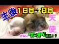 【チワワの赤ちゃん】生後1日目〜7日目の成長♡育児にぐったりなきなこを手伝いたいオレオ・・