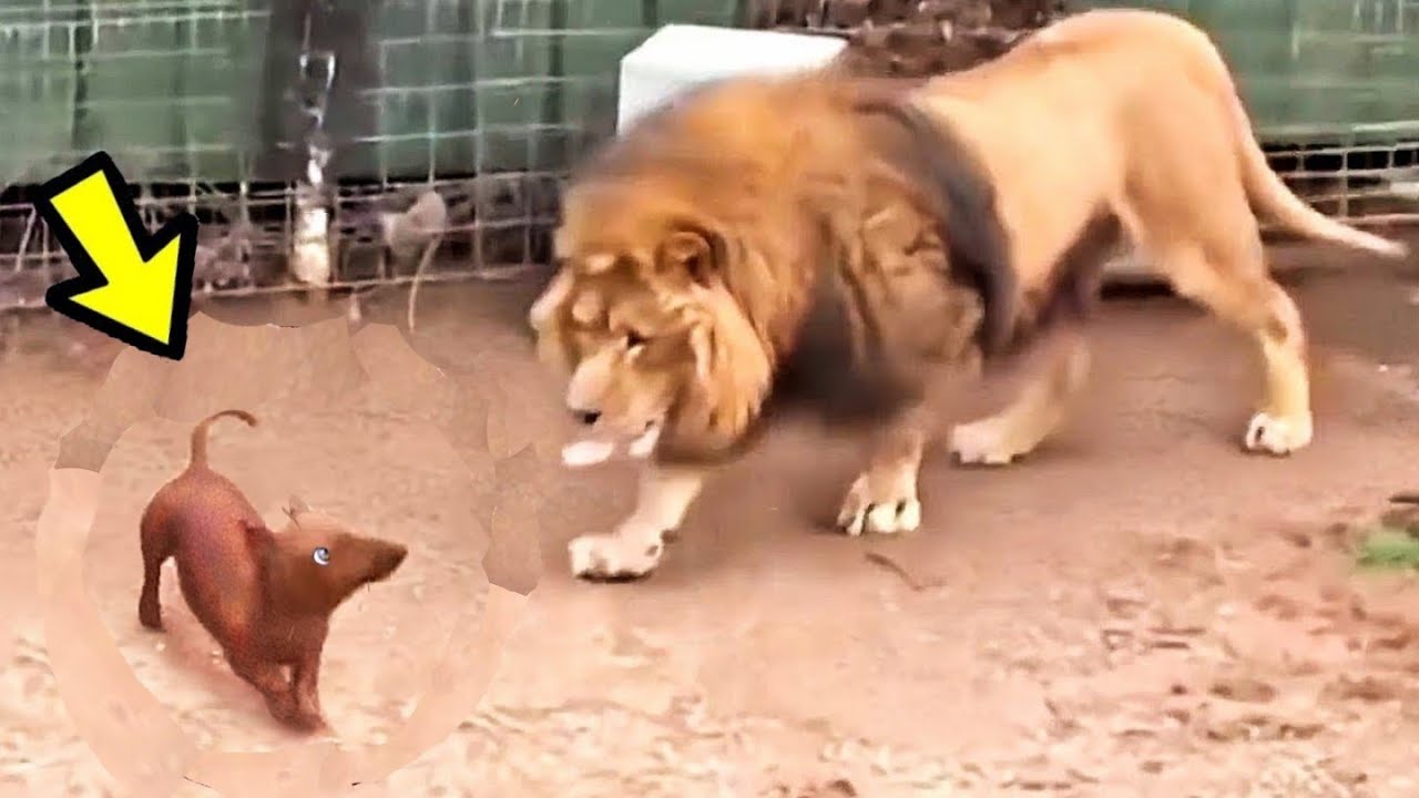 Un Perro Se Enfrentó a Dos Leones Salvajes y GANÓ  36 | 10 Batallas  Épicas de Animales - YouTube