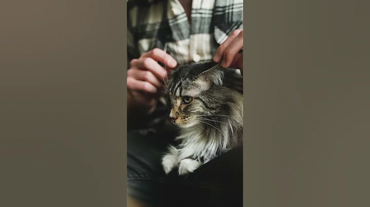 Video 11679391: maine coon cat breed, cat pet maine coon, fluffy maine coon cat, big maine coon cat, adorable maine coon cat, maine coon cat funny, cute maine coon cat, mainecoon cat