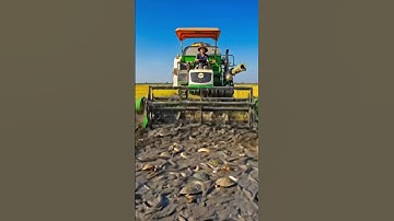 The field came alive… 🌾🐢 #WildDiscovery #Shorts #RiceHarvest #VillageLife #NatureShock