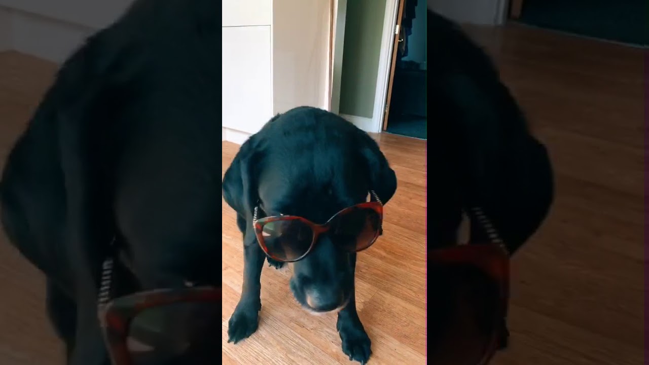 Dog does tik tok glasses challenge - YouTube