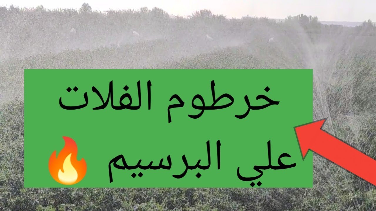 نظام الري بخرطوم الفلات علي البرسيم 🔥🔥تفاصيل ومعلومات جديده مهمه جداً. 01148655412