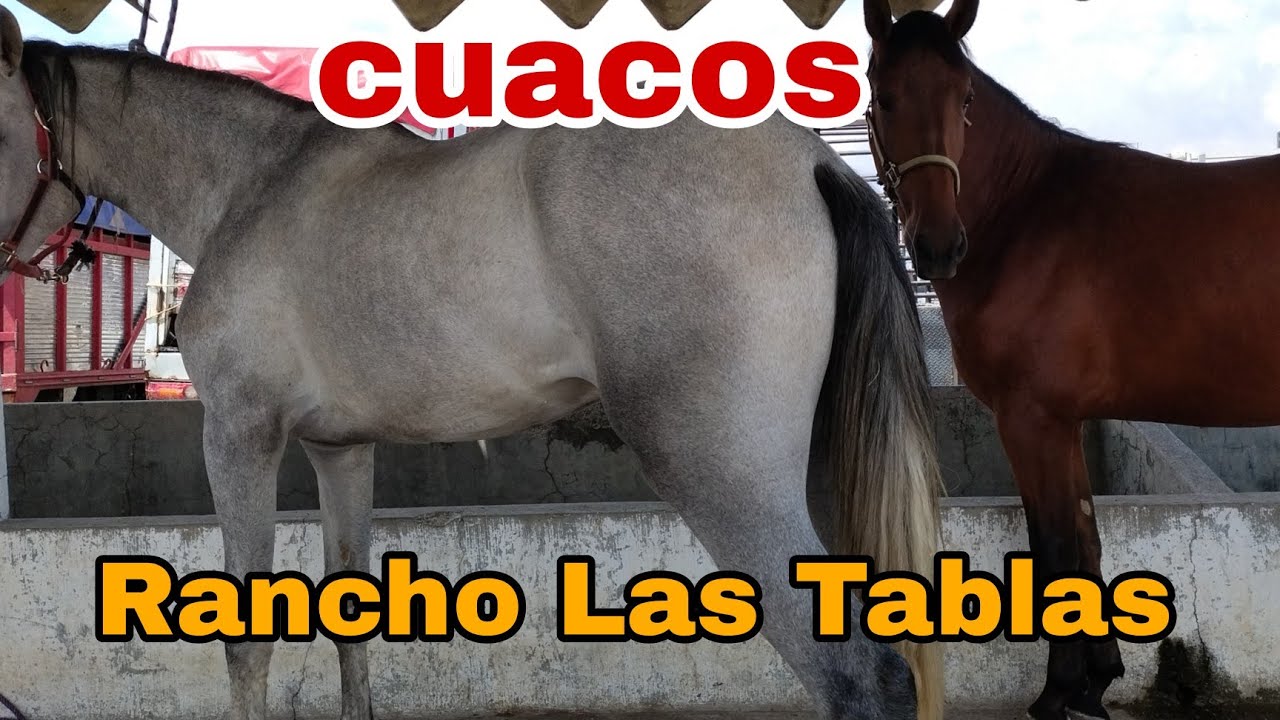 cuacos en Rancho las tablas
