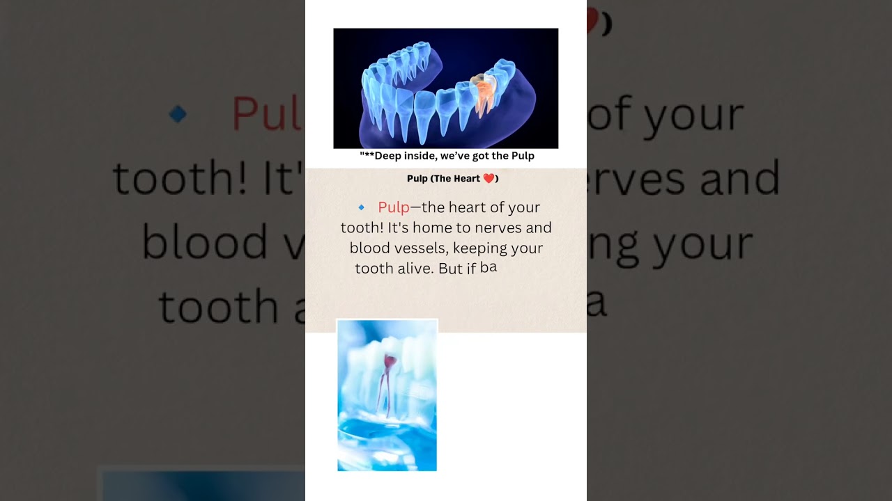 Anatomy of a Tooth 🦷✨