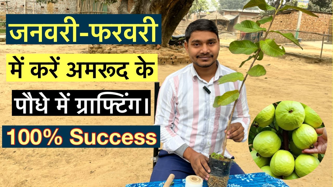 जनवरी-फरवरी में करें अमरूद के पौधे में ग्राफ्टिंग।#guavagrafting #guava #indian_nursery_tips 