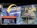 GEX新ブランド aquarista スリムフィルター Pro Lを導入して、濾過力を強化する【ウーパールーパー飼育day12-16】