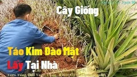 Cây Táo Giống Kim Đào Mật, Táo Xuân, Đài Loan Các Anh Em Lấy Tại Vườn I Nui Doi Luc Ngan 98