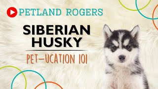 Everything you need to know about Siberian Husky puppies! by Petland Rogers 37 views 8 months ago 1 minute, 4 seconds