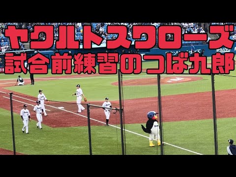 ヤクルトスワローズ試合前のつば九郎ウロウロ（2023年5月6日）