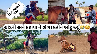 ચાંદની અને કટપ્પા ને ભેગા કરીને ખોટું કર્યું માન બચીયા😤😢#horse#villagelife