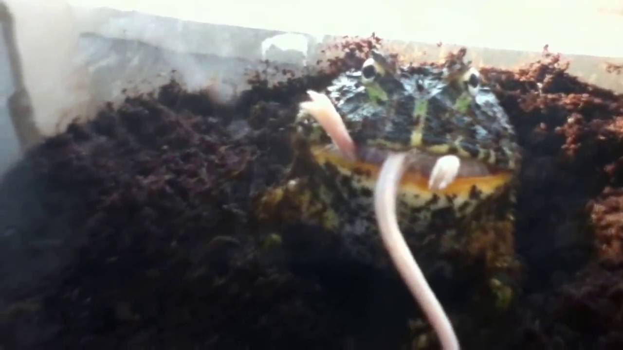 pacman frog full grown Pac-man frog Sookie Last Feeding