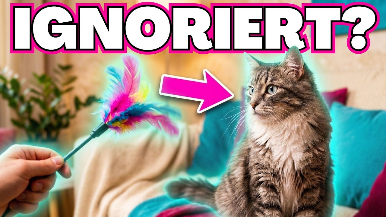 Wenn deine Katze dich häufig ignoriert, tu DAS