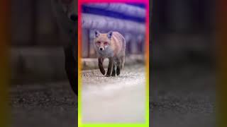 Fox Slow Motion | Relaxing Music shortvideo shorts