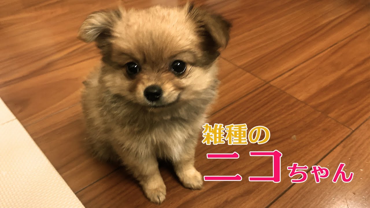 癒し系動画 雑種のニコちゃん Youtube