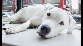 LIVE: Adoptable Great Dane Mix Looks For Forever Home | The Dodo