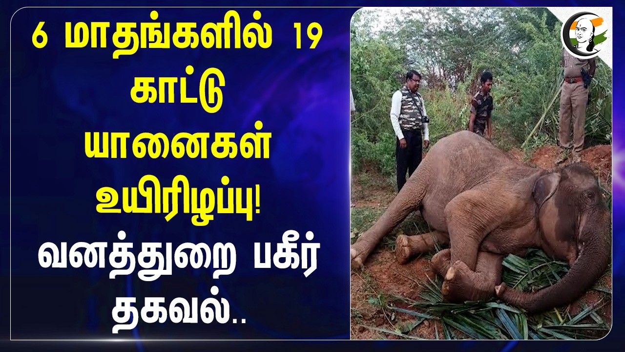 ⁣6 மாதங்களில் 19 காட்டு யானைகள் உயிரிழப்பு! வனத்துறை பகீர் தகவல்.. | Tamilnadu